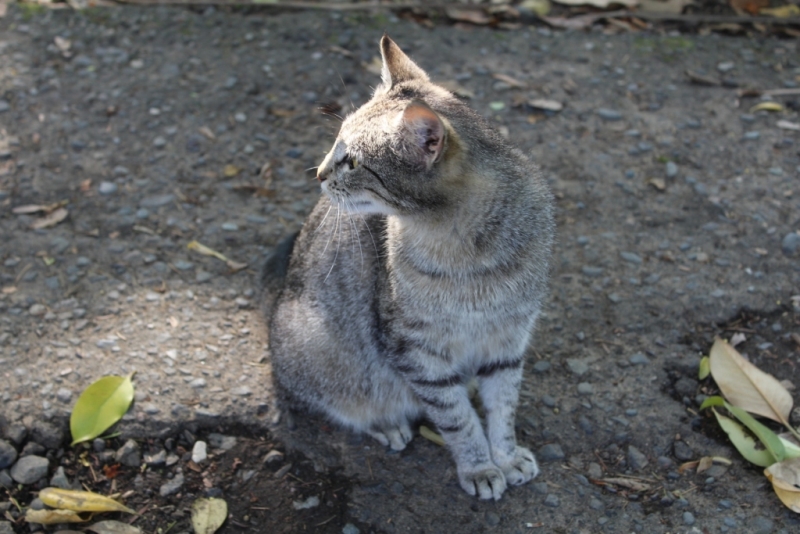 Я, рюкзак и Грузия