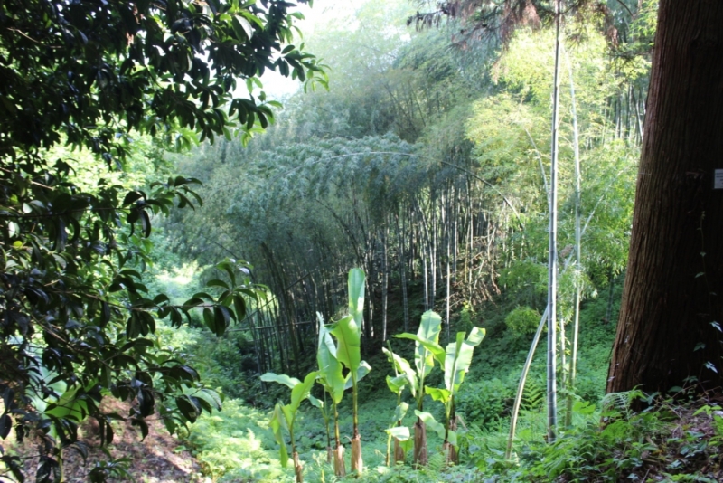 Я, рюкзак и Грузия