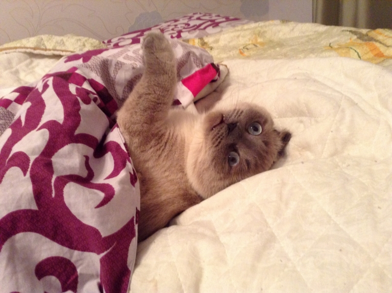 Поговорим о кошках40