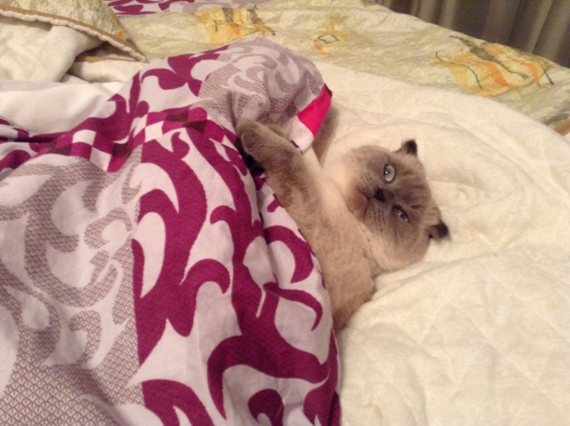 Поговорим о кошках40