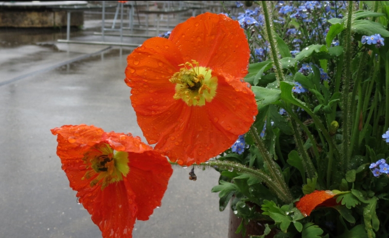 Швейцария по шпаргалке. 11-19 мая 2016.