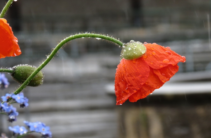 Швейцария по шпаргалке. 11-19 мая 2016.