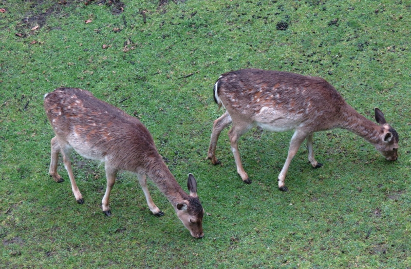 Швейцария по шпаргалке. 11-19 мая 2016.