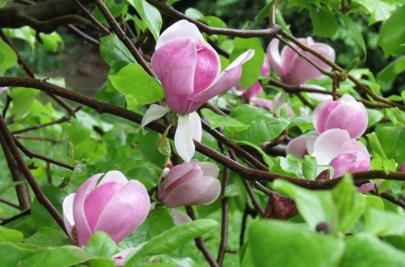 Швейцария по шпаргалке. 11-19 мая 2016.