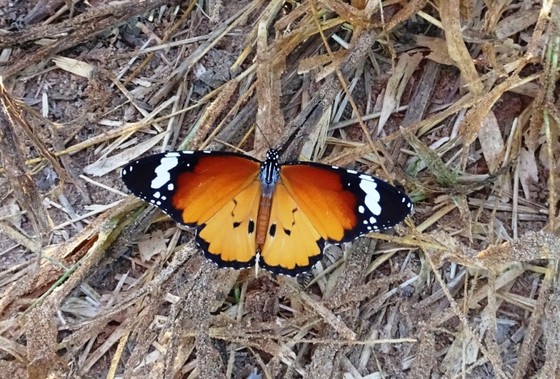 Фотографии животного мира