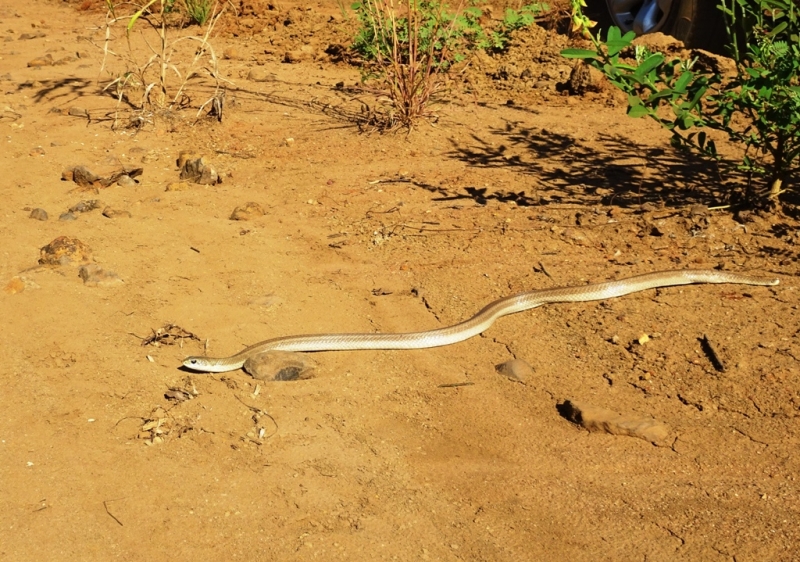 Фотографии животного мира