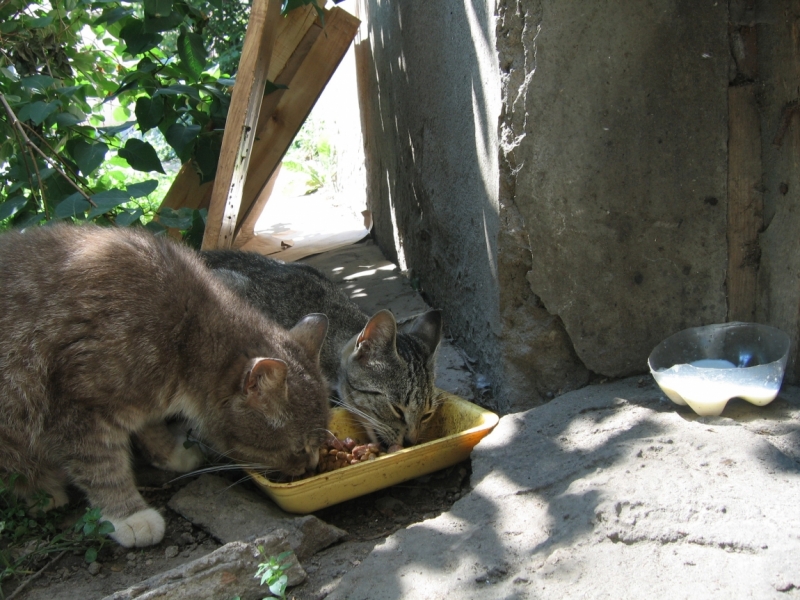 Поговорим о кошках40