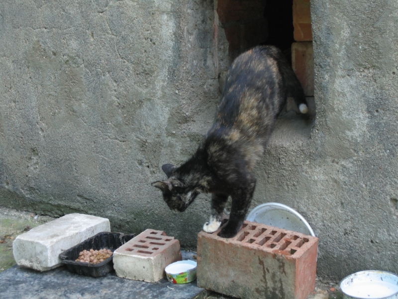 Поговорим о кошках40