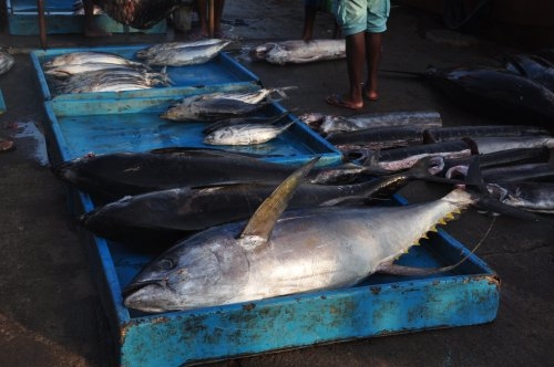 Шри-Ланка: страна смеющихся людей и собак.