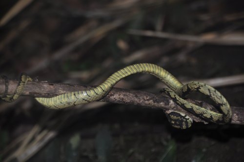 Шри-Ланка: страна смеющихся людей и собак.