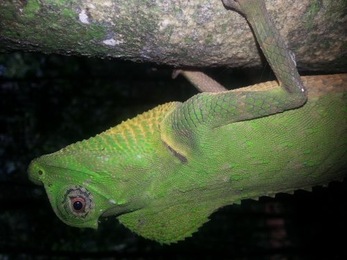 Шри-Ланка: страна смеющихся людей и собак.