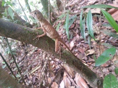 Шри-Ланка: страна смеющихся людей и собак.
