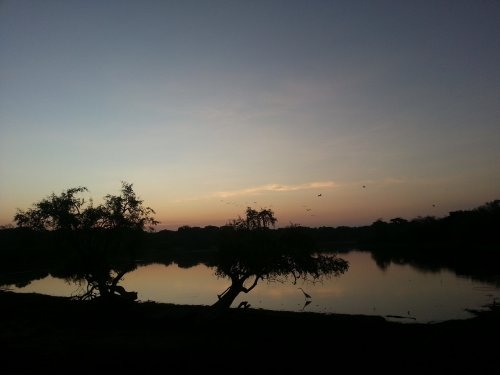 Шри-Ланка: страна смеющихся людей и собак.