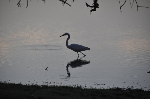 Шри-Ланка: страна смеющихся людей и собак.