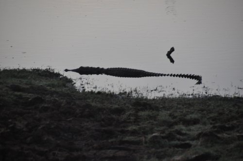 Шри-Ланка: страна смеющихся людей и собак.