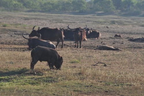 Шри-Ланка: страна смеющихся людей и собак.