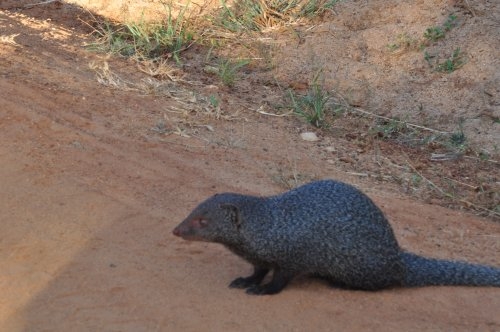 Шри-Ланка: страна смеющихся людей и собак.