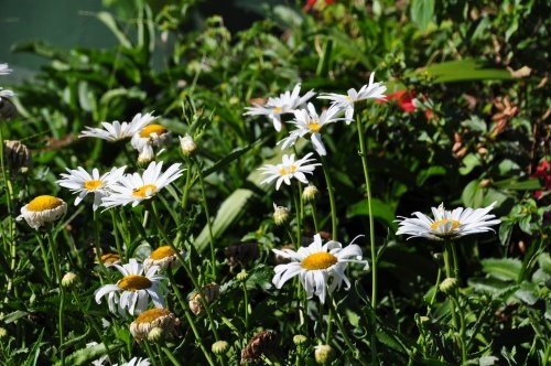 Шри-Ланка: страна смеющихся людей и собак.