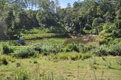 Шри-Ланка: страна смеющихся людей и собак.