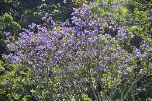 Шри-Ланка: страна смеющихся людей и собак.