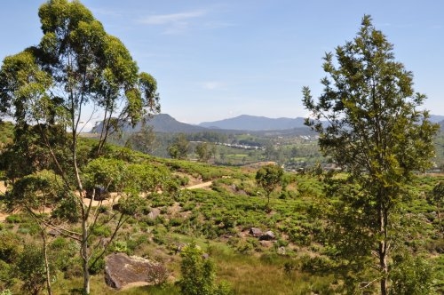Шри-Ланка: страна смеющихся людей и собак.
