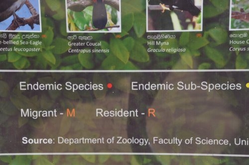 Шри-Ланка: страна смеющихся людей и собак.