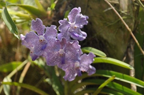 Шри-Ланка: страна смеющихся людей и собак.