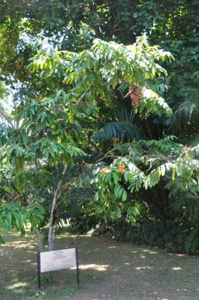 Шри-Ланка: страна смеющихся людей и собак.