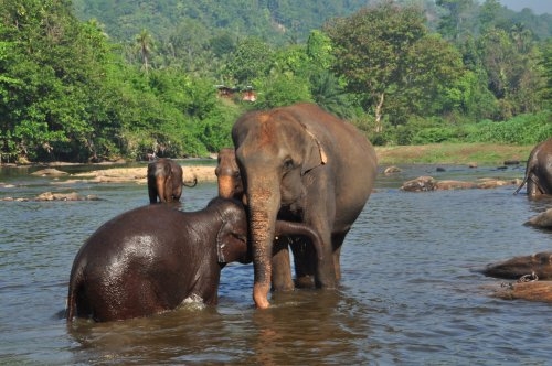 Шри-Ланка: страна смеющихся людей и собак.