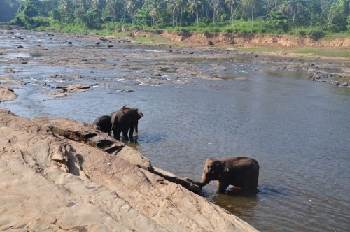 Шри-Ланка: страна смеющихся людей и собак.