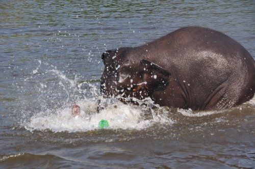 Шри-Ланка: страна смеющихся людей и собак.