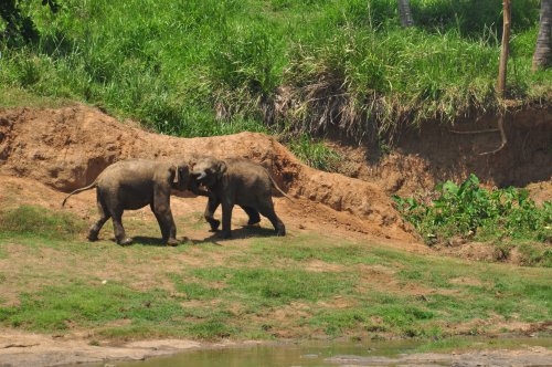 Шри-Ланка: страна смеющихся людей и собак.