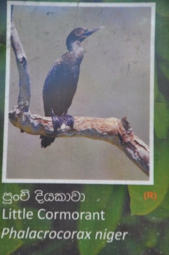 Шри-Ланка: страна смеющихся людей и собак.