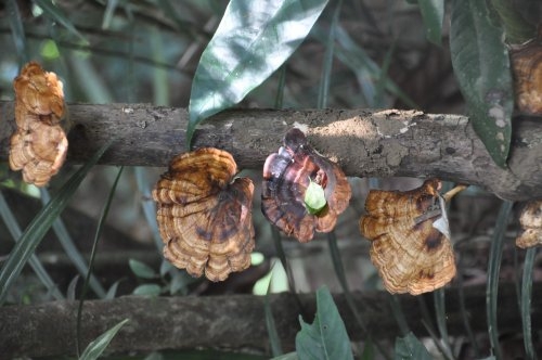 Шри-Ланка: страна смеющихся людей и собак.