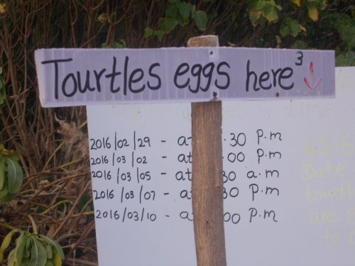 Шри-Ланка: страна смеющихся людей и собак.