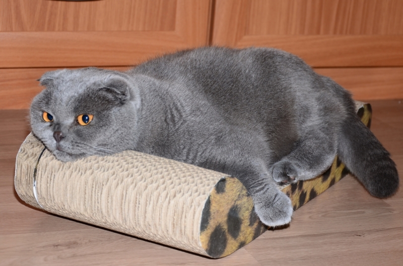 Поговорим о кошках40