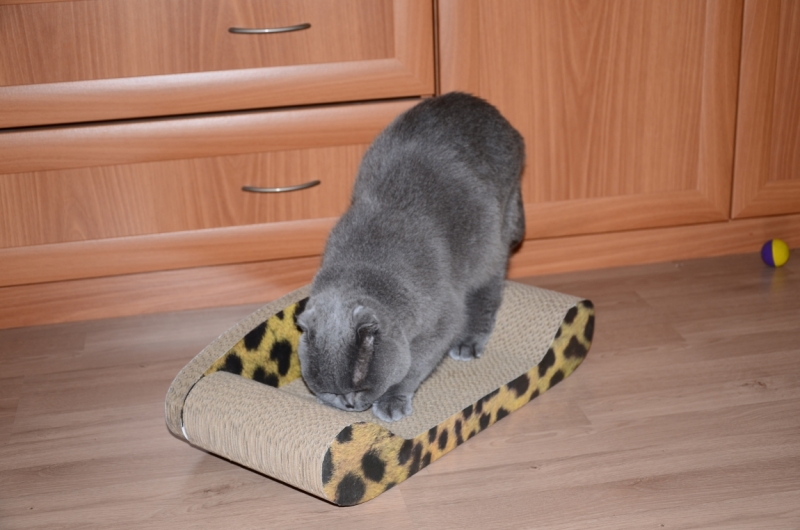 Поговорим о кошках40