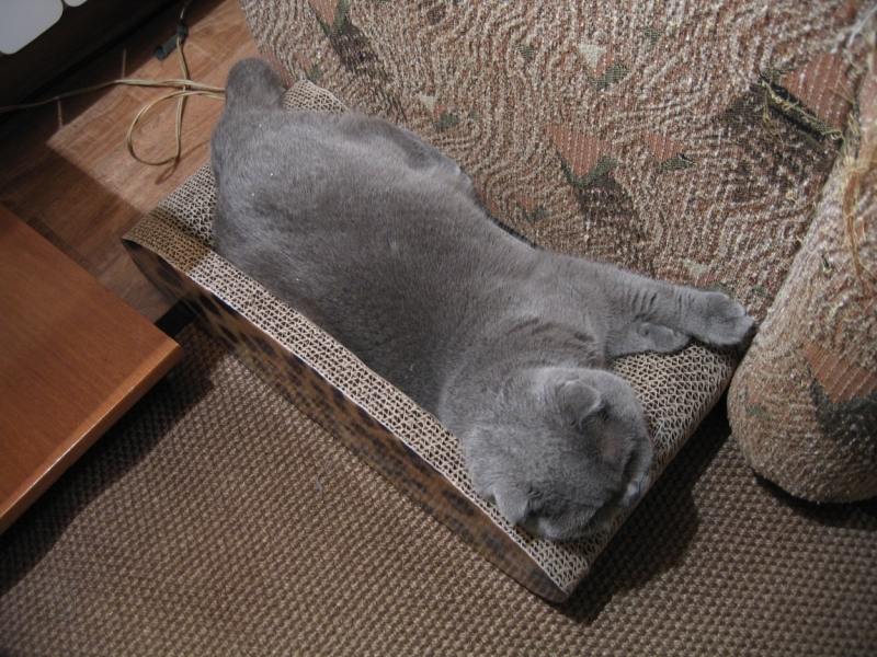 Поговорим о кошках40