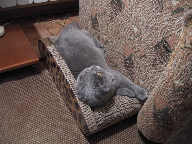 Поговорим о кошках40