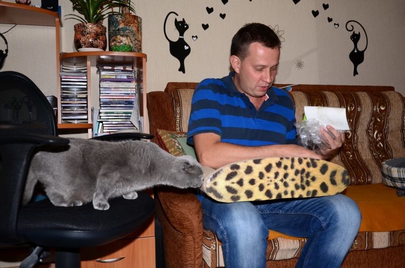 Поговорим о кошках40