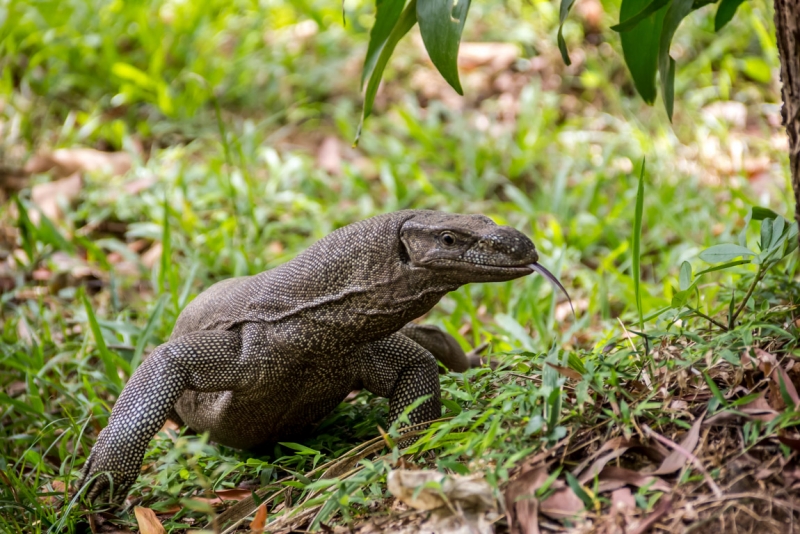 Шри-Ланка октябрь 2015