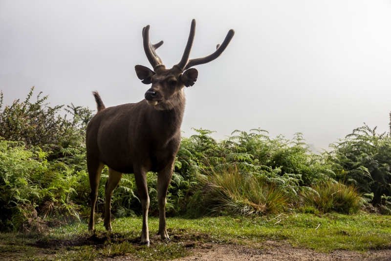 Шри-Ланка октябрь 2015