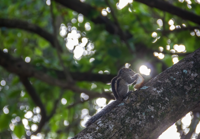 Шри-Ланка октябрь 2015
