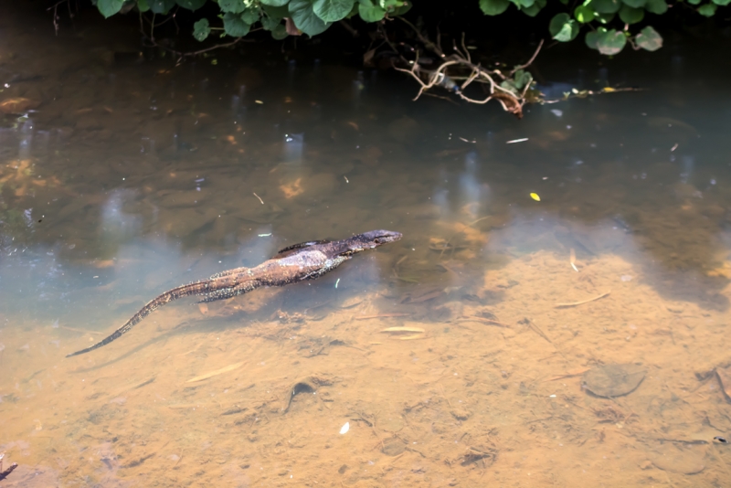 Шри-Ланка октябрь 2015