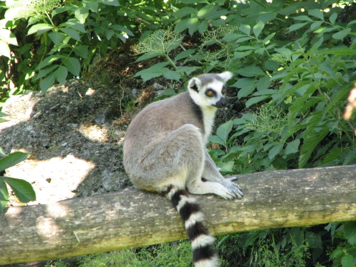 Два зоопарка: в Вене и в Зальцбурге (лето 2011)