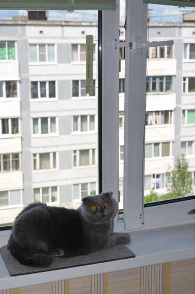 Поговорим о кошках40