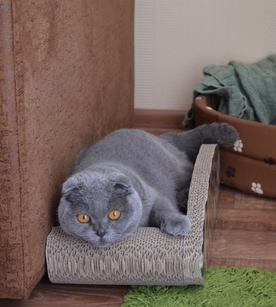 Поговорим о кошках40