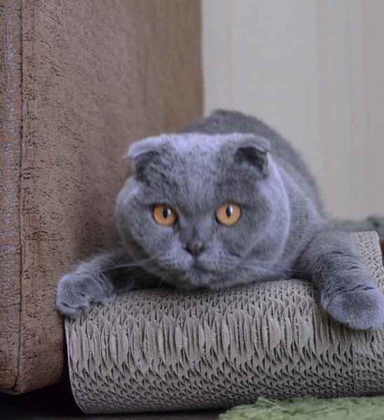 Поговорим о кошках40