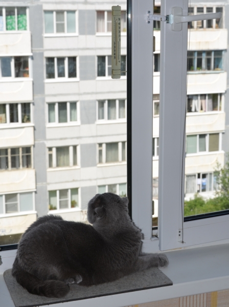 Поговорим о кошках40