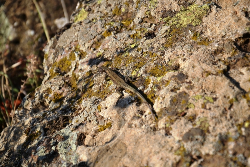 Таврические каникулы. Бархатный сентябрь.